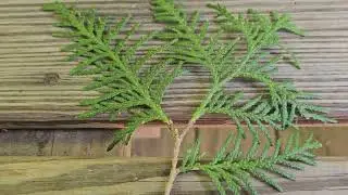 ID That Tree: Conifer Leaf Types