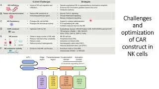 Challenges of CAR-NK Therapy in solid tumors and optimization strategies #Code: 1034
