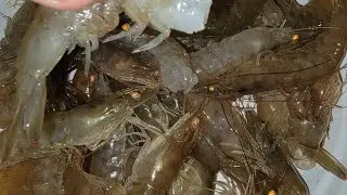 gulf shrimp catch clean cook!