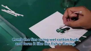 Betta Fish Fins Trimming & Grooming Method. Save Your Fighting Fish by Removing Fin Rot Disease.