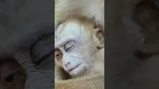 Leo look so pity can't hug mom Libby #monkey  #monkeybab #animals