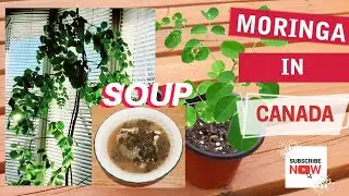 GROWING MORINGA IN CANADA (Ep2of2) | BROILED FISH SOUP WITH MORINGA