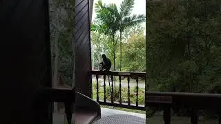 Dusky Leaf Monkey Berjaya Langkawi Resort