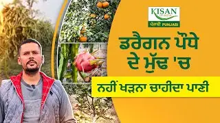 Dragon Fruit ਦੇ 1 ਕਿੱਲੇ 'ਤੇ Ring Pole 'ਤੇ ਆਉਂਦਾ 4 Lakh Rupees ਦਾ ਖਰਚਾ