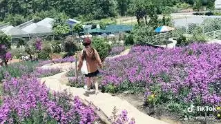 F VƯỜN HOA LAVENDER - Đ&agrave; Lạt Trip ( Bơ B&eacute; Nhỏ )