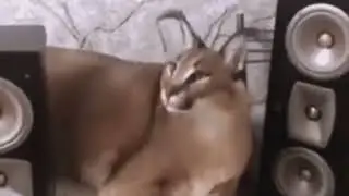 Floppa / Caracal dances to Magico Me