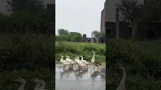 MashaAllah duck family chill on the rain 🌧️ #BirdsPlatform #SialkotLoft #RacingPigeons#racingpigeon