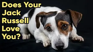 7 Signs Your Jack Russell Loves You