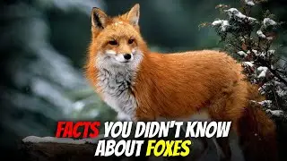FACTS YOU DIDN&lsquo;T KNOW ABOUT FOXES 🦊