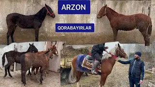 Uloqchi ot va Qulin toylar sotiladi arzon narxlarda.
