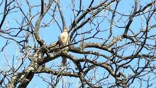 Coopers Hawk Female that just called out to me “Bic” “Bic” then started Kekking; sounds like Farrah