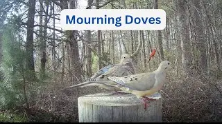 Mourning Doves Courtship #birds #doves #mourningdoves #birdfeeder #nature #birdwatching