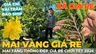 09-01 THÁI CƯỜNG Giao Lưu Mai Vàng Giá Rẻ, Xả Vườn Mai Tàng Thuần Chậu Giá Cực Rẻ • THÀNH TRỌNG LÊ