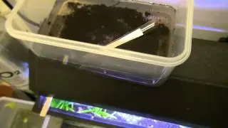 Часть 3. Как вылупить Nothobranchius Rachovii killifish, неделя 2