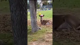 Deer flies over fence breaks back