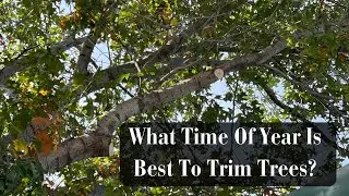 What Time Of Year Is Best To Trim Trees?