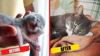 Before/After - From Tiny Kittens to Cats!