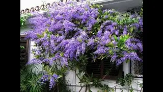 Sandpaper vine sesuai tanam di pintu masuk rumah tepi porch kereta