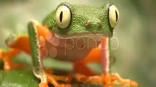 Leaf Frog (Hylomantis Hulli). Stock Footage
