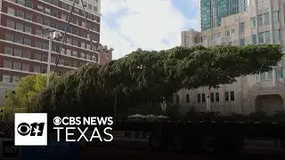 86-foot-tall Christmas tree arrives in Fort Worth's Sundance Square
