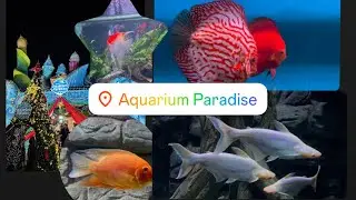 Aquarium Paradise Bangalore 🐠 | Full Complete Inside Tour | Best Weekend Place for Family & Kids