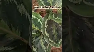 Beautiful Calathea #calatheaplant