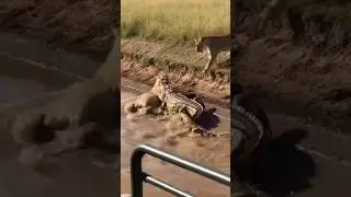 Lion fears as croc locks its jaw. #crocodile #lion #attack #animals  #help #danger #reptile #shorts