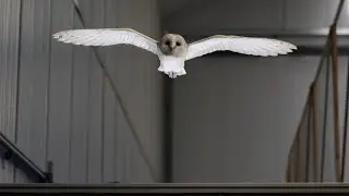 Flight capabilities of Lily the barn owl to inspire light aircraft design