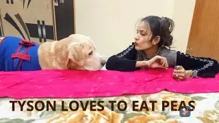 Tyson love to eat peas ( Dogs funny video)