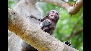 No one help small Bree! Million sad to see big monkey fight Bree so hurt, Poor Bree cry loudly