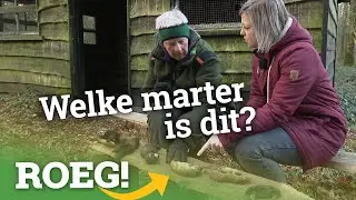De bunzing in de hoofdrol | ROEG! Uitzending