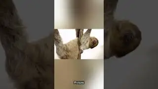 The sloth climbs trees, with its effortless strides ...(Quoodie quotes SLOTH Spirit no.17-18)