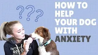 How to Help Your Dog with Anxiety (Training Tips + CBD Blend)