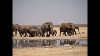 Namibia 2022 Teil 4 Tiere, Tiere, Tiere im Etosha