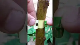Best bud grafting techniques for fruit plants grafting #budding #satisfying #grafting #shortsviral