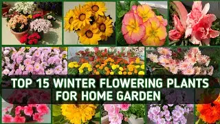 TOP 15 WINTER FLOWERING PLANTS FOR HOME GARDEN | HIGHLY RECOMMENDED WINTER PLANTS 🌹🌸