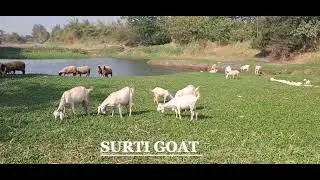 Surti goat [ સુરતી બકરી ] ,Veterinary college , Navsari , grazing goat , #grazing #surties #goats