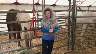 Behind the scenes with The Donnert Family at Giffords Circus