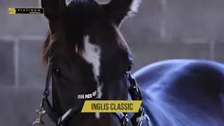 miRunners Platinum - Pinatubo (IRE) x Brave Lass (USA) COLT