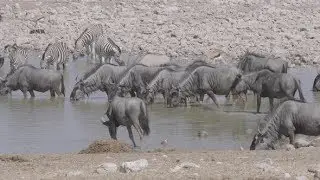 Wildebeest Zebra Oryx in Waterhole | Stock Footage - Videohive