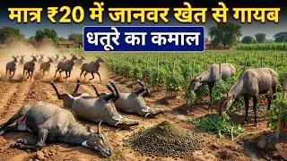 खेत से जंगली जानवर भगाने का जादुई तरीका 😱 | नीलगाय, सुअर और बंदर अब खेत के पास नहीं आएंगे!