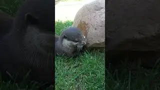 Adorable Otters Play with Ice  #tanganyikawildlifepark #wildlifeexperience