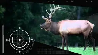 Elk Country