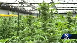 2019 First Quarter Cannabis Tax Revenue