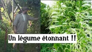 Un légume vivace étonnant (la liane de Madère)