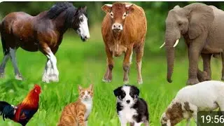 Animals and Pets Sounds: Cow, Cat, Chicken, Dog, Sheep, Cat, Horse -#animals #animalsounds#MrBeast
