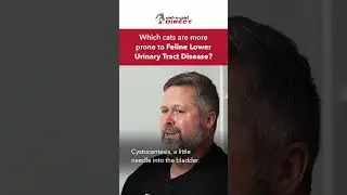 Which cats are more at risk of Feline Lower Urinary Tract Disease?