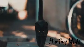 Hunting Mode 🐈😎