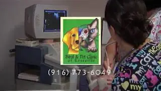 Welcome to Bird Pet Clinic of Roseville