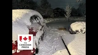 Winter storm causes outages in Nova Scotia and cancellations across the Maritimes